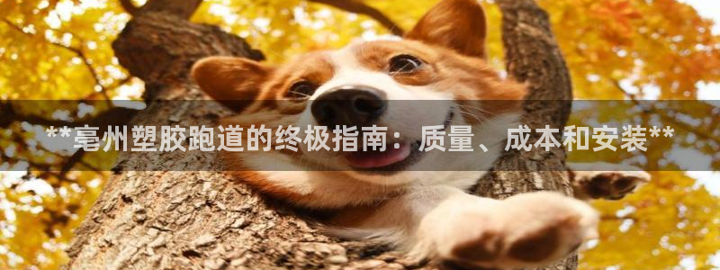 z6com尊龙：**亳州塑胶跑道的终极指南：质量、成本和安装**