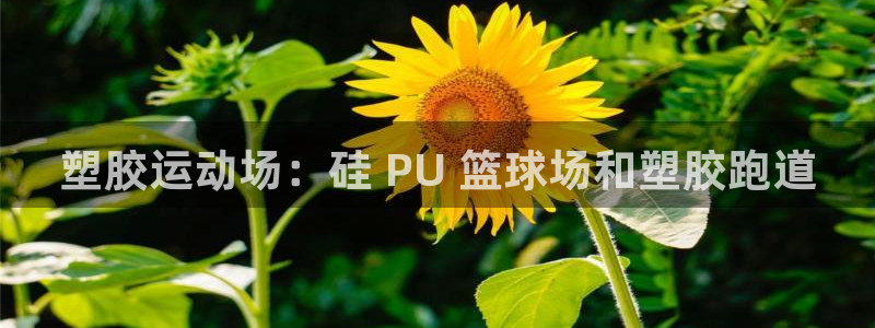 尊龙凯时集团：塑胶运动场：硅 PU 篮球场和塑胶跑道